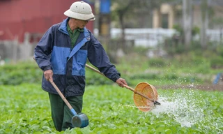 Lạnh thấu xương, nông dân ở Hà Nội vẫn miệt mài xuống đồng