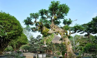 Vườn cảnh tiền tỷ của lão nông chơi cây nổi tiếng Hà thành