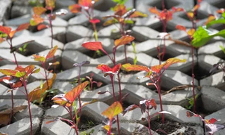 Kiểu trồng rau 'có một không hai' dọc con đường 6.000 tỷ ở Hà Nội