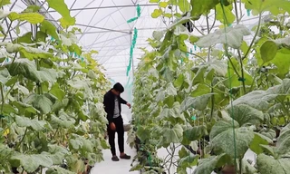 Bỏ du học Mỹ, chàng trai về nước trồng dưa thu 200 triệu mỗi tháng