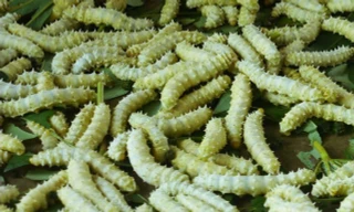 Thay bằng ăn nhộng tằm, giờ đây nhiều người chuyển qua ăn tằm tươi sống