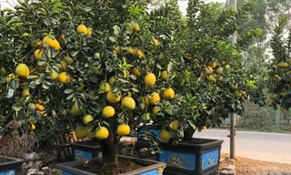 'Ôm' vườn bưởi Tết tiền tỷ, dân buôn vẫn lo nơm nớp