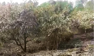 Rẫy điều của bà Hằng bị đốt cháy