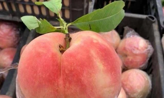 Đào tiên khổng lồ nhiều quả nặng tới cả cân khiến nhiều bà nội trợ hiếu kỳ 