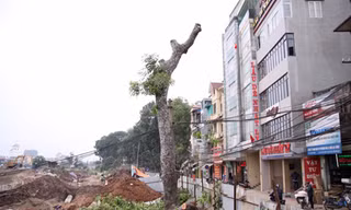 Cây xà cừ trên đoạn Đội Cấn - Bưởi được cưa cành chuẩn bị cho việc đốn hạ. Ảnh: Võ Hải.