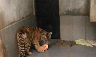 Chuyển 7 con hổ được giải cứu ở Nghệ An vào Quảng Bình