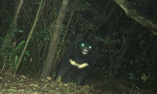 Phát hiện gấu ngựa 'khủng' trong rừng Quảng Trị