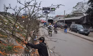 Những cành lê rừng được anh Trường tuyển chọn mua từ các xã, huyện vùng núi của tỉnh Lạng Sơn về chợ Quảng An bán từ trước rằm tháng Giêng