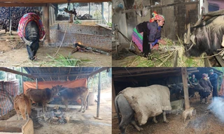 Rét run cầm cập, người dân vùng cao quấn chăn, đốt lửa sưởi ấm cho trâu bò