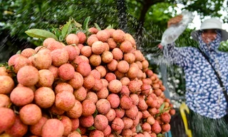 Vải thiều 15.000 đồng/kg 'đổ bộ' xuống đường phố Hà Nội