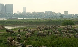Đàn trâu 4 tỷ đồng để dành cho con của đôi vợ chồng Hà Nội