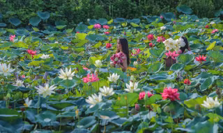 Ngẩn ngơ khi lạc vào 'thiên đường' gần 170 loại sen 'độc nhất vô nhị' ở Thủ đô