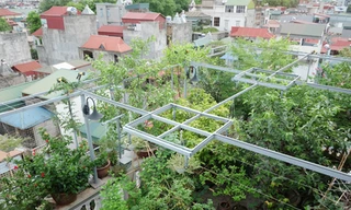 Nằm trong một con hẻm ở quận Ba Đình (Hà Nội), nhà ông Trương Văn Vũ - bà Trần Bích Liên thu hút từ xa bởi màu xanh xuất hiện khắp ban công và trên mái. Nhìn từ trên cao, phần mái xanh của tầng 6-7 nổi bật giữa rừng mái tôn xanh đỏ xung quanh