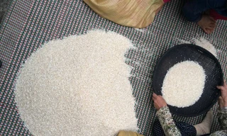 Đề phòng gạo nhựa, gạo độc, nhiều người chấp nhận bỏ chi phí gấp 2 lần để mua gạo nương canh tác thủ công về ăn. Ảnh: Hải Phượng