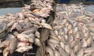 300 tấn cá chết nổi trắng sông: Chủ tịch UBND tỉnh Hải Dương yêu cầu rà soát nguồn thải