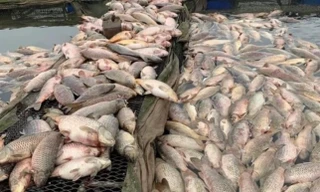 300 tấn cá chết nổi trắng sông: Chủ tịch UBND tỉnh Hải Dương yêu cầu rà soát nguồn thải