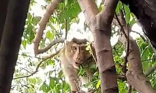 Phát hiện cá thể khỉ đuôi lợn lạc vào vườn dân