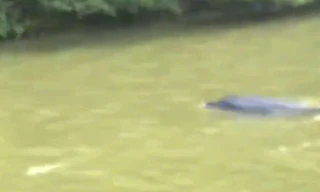 Cá heo bơi 'lạc' vào sông ở Cà Mau?