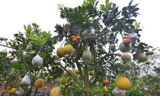 Trái cây lạ ở thị trường phía Bắc năm nay chủ yếu vẫn là các loại cây có nhiều quả. Ảnh: Ngọc Lan