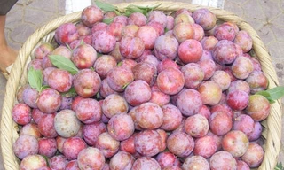 Mận hậu, mận tam hoa đặc sản chỉ có ở Việt Nam