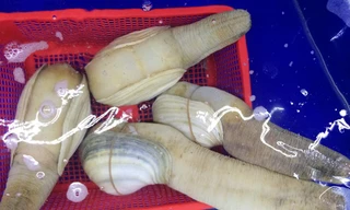 Tu hài Canada đang là món ăn khoái khẩu của giới nhà giàu Việt