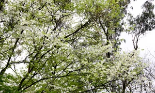 Vườn sưa đỏ bạc tỷ trên núi “triệu đô” ở Hà Nội