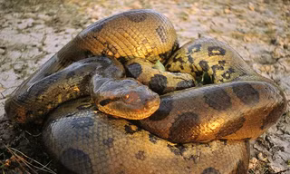 Xuất hiện trăn xanh khổng lồ dài bằng xe buýt