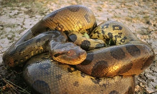 Xuất hiện trăn xanh khổng lồ dài bằng xe buýt