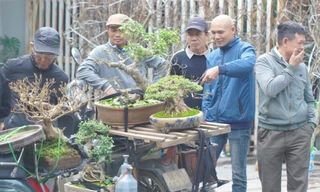 Phố cây cảnh lớn nhất Hà Nội ‘diện áo mới’ đón Tết