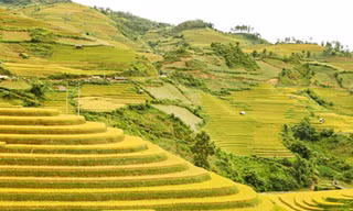 'Phượt' Mù Cang Chải mùa lúa chín