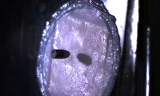 Da chống đạn làm từ tơ nhện, sữa dê