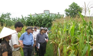 5 giống ngô công nghệ sinh học cho hiệu quả cao