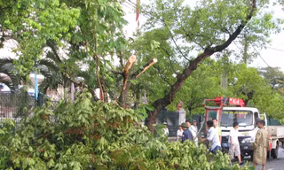 Công nhân Trung tâm Công viên Cây xanh Huế khẩn trương giải phóng cây cối gây ách tắc giao thông