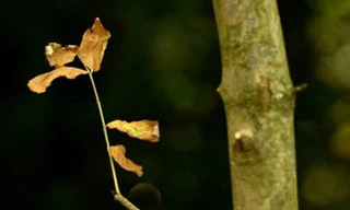 Cấp hộ chiếu cho cây