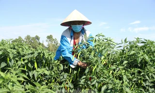 Nông dân Đà Nẵng 'cay mắt' dù đón một vụ ớt được mùa