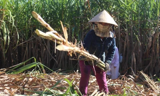 Nông dân vùng trồng mía ép nước lớn nhất Đà Nẵng đang gặp khó vì mía tiêu thụ chậm do ảnh hưởng của dịch bệnh COVID-19, chất lượng mía không cao do ngập lụt kéo dài vào cuối năm ngoái