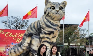 Đi hơn 10 km để chụp ảnh check in bên 'hoa hậu' mèo Quảng Trị gây sốt mạng xã hội