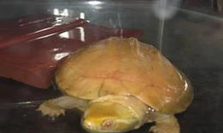 Giữ đối tượng bán rùa vàng qua mạng