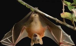 Loài dơi ăn hoa quả Ai Cập có khả năng miễn dịch siêu đẳng.