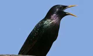 Loài chim hiện nay chính là biến thể của loài khủng long cách đây hàng trăm triệu năm.