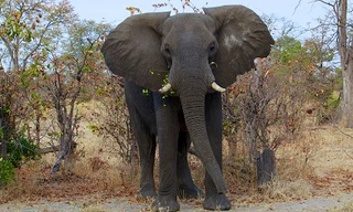 Việc phát hiện ra gien ngăn chặn tế bào ung thư ở voi sẽ giúp ích cho các nghiên cứu ngừa ung thư ở người.