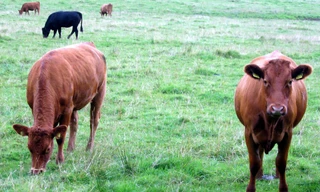 Một trường hợp bò điên được phát hiện tại một trang trại ở Scotland. Đây là trường hợp đầu tiên được ghi nhận kể từ năm 2015 tới nay.