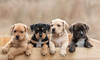 Giống chó Labrador mang màu nâu sô cô la thường có tuổi thọ ngắn hăn đáng kể so với các chú chó màu khác.