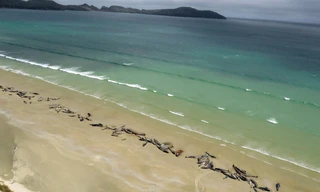 Gần 150 con cá voi bị mắc cạn và chết trên bãi biển xa xôi hẻo lánh ở New Zealand.