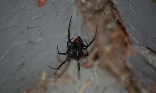 Nọc độc của nhện Góa phụ đen cực kỳ nguy hiểm.