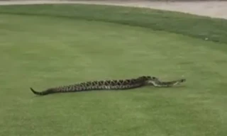 Video con rắn chuông dài 2.5m bất ngờ trườn trên bãi cỏ sân golf ở Mỹ được lan truyền khắp cộng đồng mạng.
