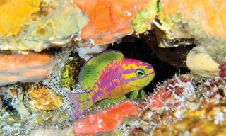 Những loài sinh vật mới phát hiện năm 2018. Ảnh minh họa.