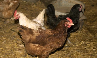 Trung Quốc đã tìm ra chủng virus cúm gà H7N7 nhưng chưa chia sẻ với các nhà khoa học Mỹ.