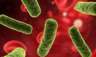 Chúng ta mới chỉ nhận dạng được 0,01% virus gây bệnh cho người trên khắp thế giới.