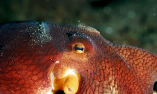 Bạch tuộc có cách hành xử giống người khi " cắn" thuốc lắc.